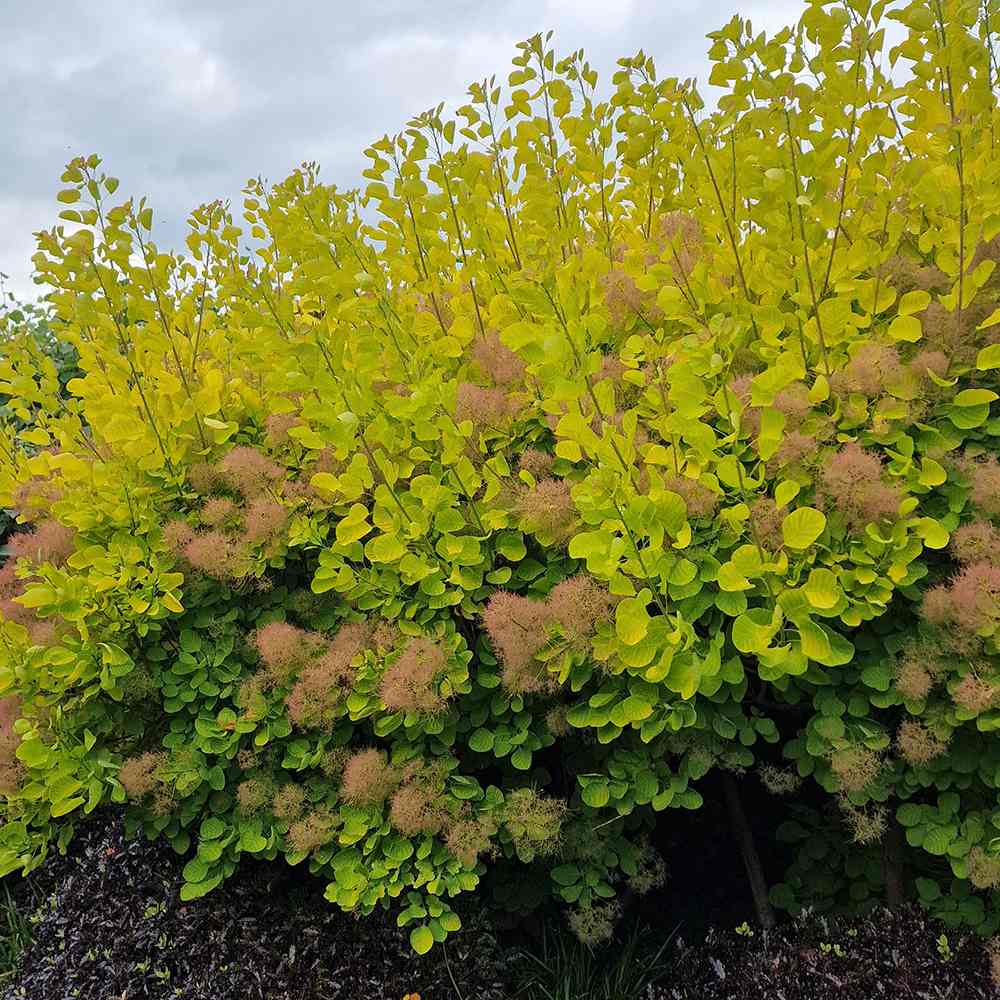 Black Friday - Reduceri Arbore de Fum Scumpie galbena (Cotinus coggygria) Golden Spirit Promotie