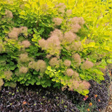 Black Friday - Reduceri Arbore de Fum Scumpie galbena (Cotinus coggygria) Golden Spirit Promotie