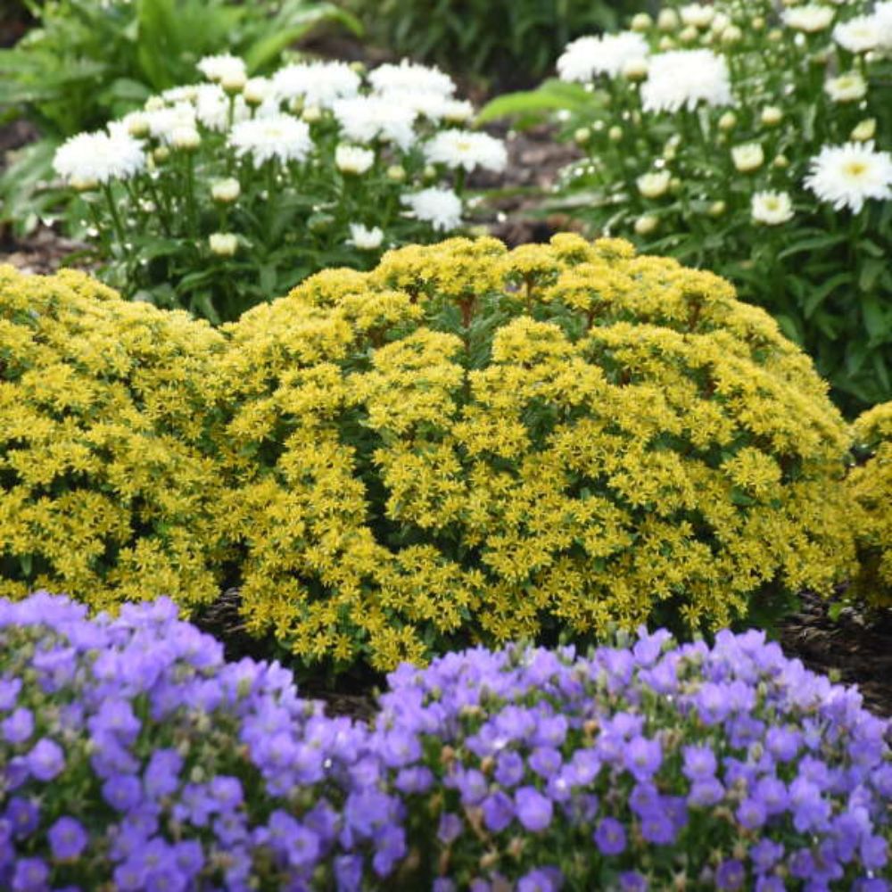 Iarba Grasa Sedum Sunshine, planta suculenta perena cu flori galbene, perena tapetanta pentru stancarii si soare