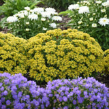 Iarba Grasa Sedum Sunshine, planta suculenta perena cu flori galbene, perena tapetanta pentru stancarii si soare