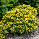 Iarba Grasa Sedum Sunshine, planta suculenta perena cu flori galbene, perena tapetanta pentru stancarii si soare