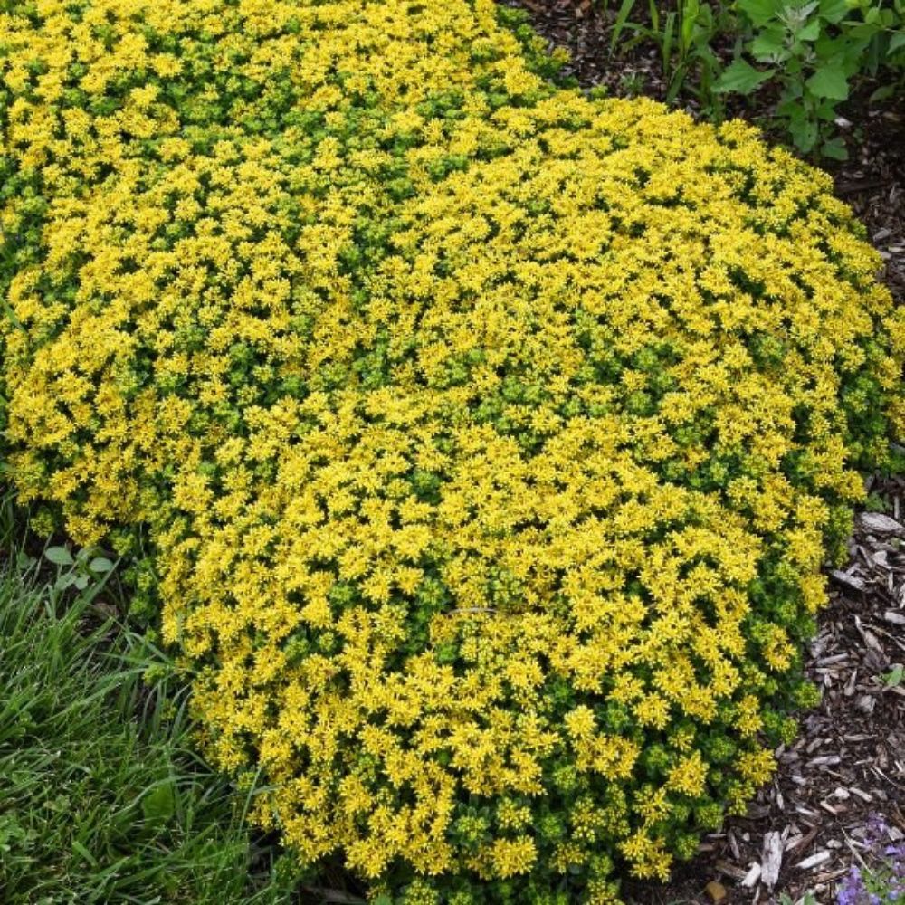 Iarba Grasa Sedum Sunshine, planta suculenta perena cu flori galbene, perena tapetanta pentru stancarii si soare