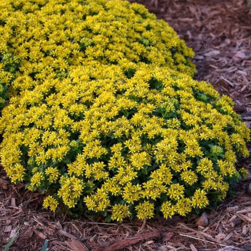 Iarba Grasa Sedum Sunshine, planta suculenta perena cu flori galbene, perena tapetanta pentru stancarii si soare
