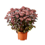 Iarba grasa Sedum Black Knight, planta suculenta perena cu frunzis violet inchis si flori roz