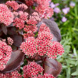 Iarba grasa Sedum Black Knight, planta suculenta perena cu frunzis violet inchis si flori roz