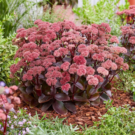 Iarba grasa Sedum Black Knight, planta suculenta perena cu frunzis violet inchis si flori roz