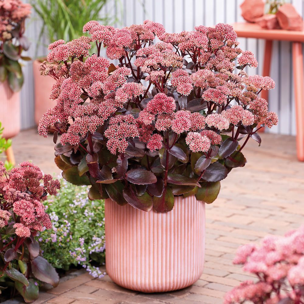 Iarba grasa Sedum Black Knight, planta suculenta perena cu frunzis violet inchis si flori roz