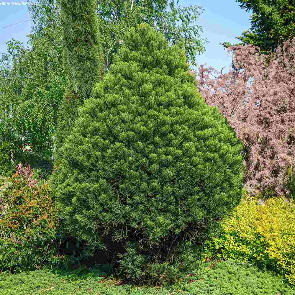 Arborele Mamut, Sequoia Healthy Mammoth Two (Sequoiadendron Giganteum), conifer cu ace verde-albastrui, arbore decorativ urias, vesnic verde, crescut pentru conditii de temperatura si umiditate variate,