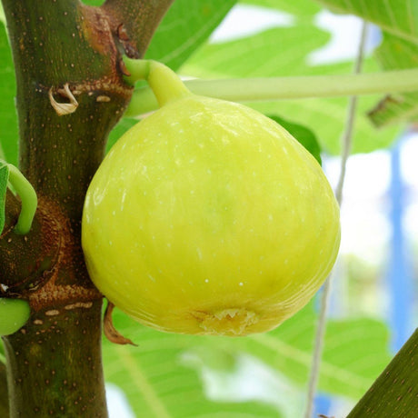 Smochin Fiorone Bianco (Ficus Carica), cu fructe dulci albe - VERDENA-100+ cm inaltime, livrat in ghiveci de 5 l