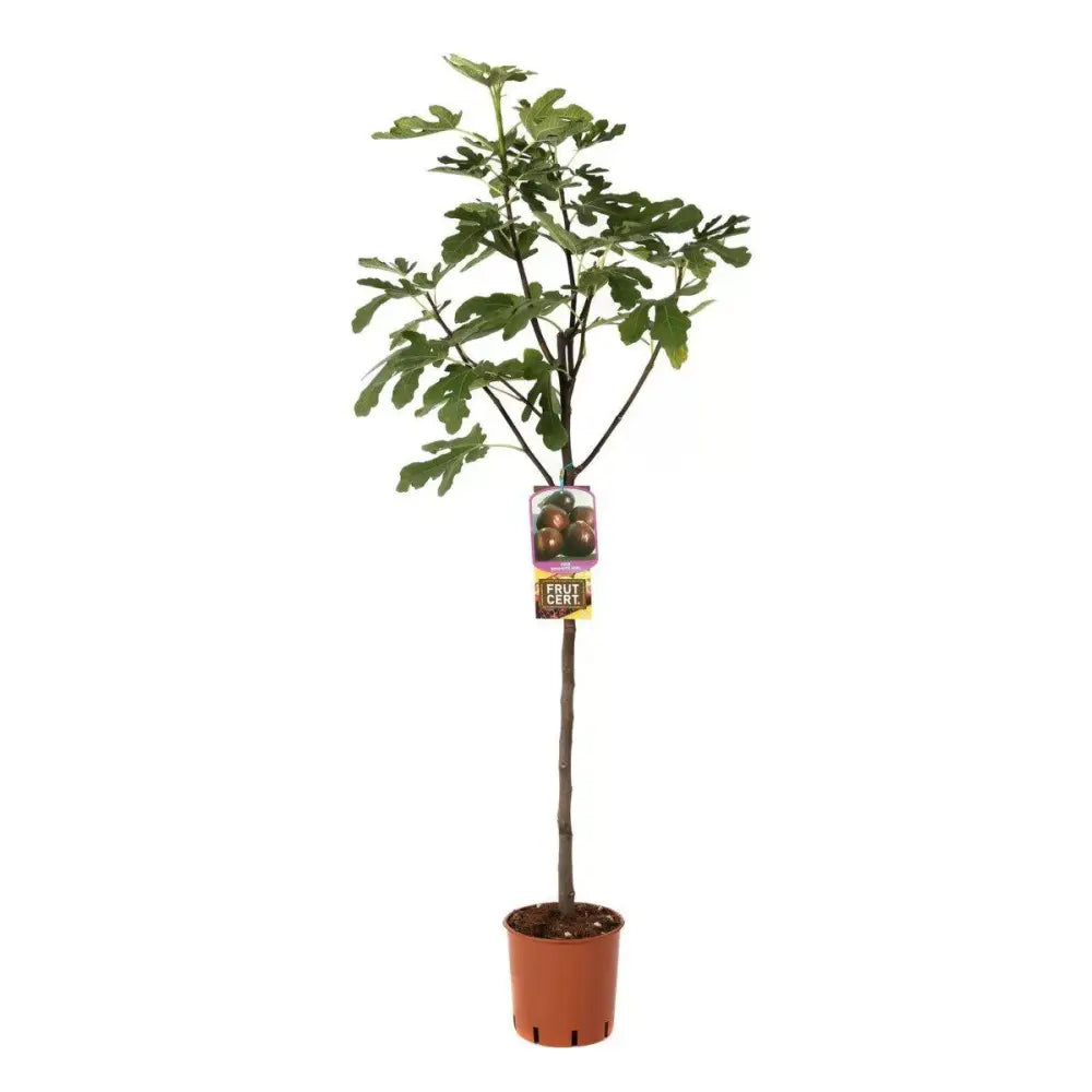 Smochin Copac (Ficus Carica) Brogiotto Nero, cu fructe violet-inchis, an 2 pe rod