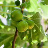 Smochin Copac (Ficus Carica) Gran Fiorone, cu fructe galben-verzui, an 2 pe rod