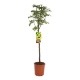 Smochin Copac (Ficus Carica) Gran Fiorone, cu fructe galben-verzui, an 2 pe rod