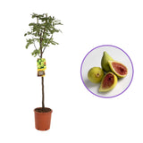 Smochin Copac (Ficus Carica) Gran Fiorone, cu fructe galben-verzui, an 2 pe rod