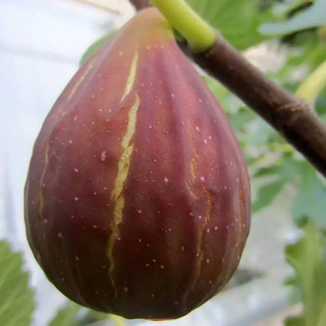 Smochin Copac (Ficus Carica) Lungo Del Portogallo, cu fructe violet-galbui, an 2 pe rod