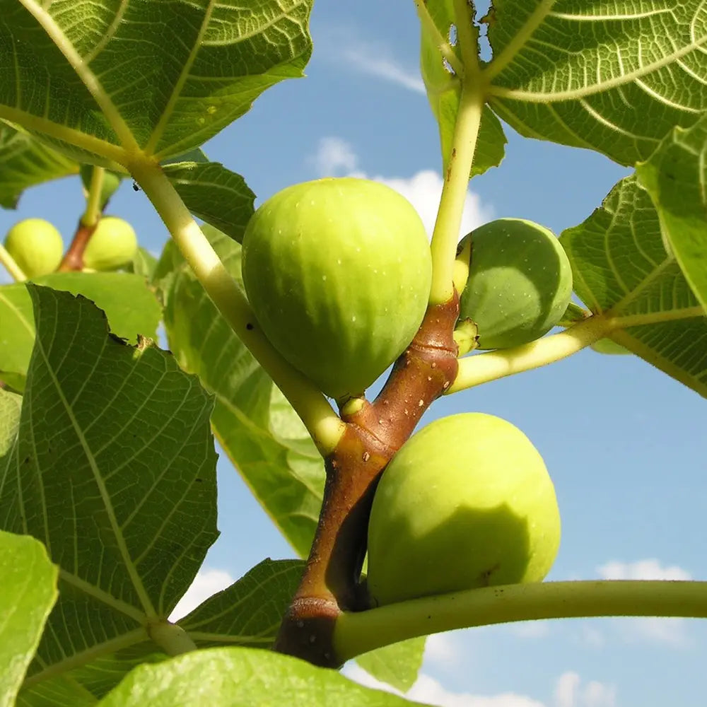 Smochin Copac (Ficus Carica) Verdino, cu fructe verzi, an 2 pe rod