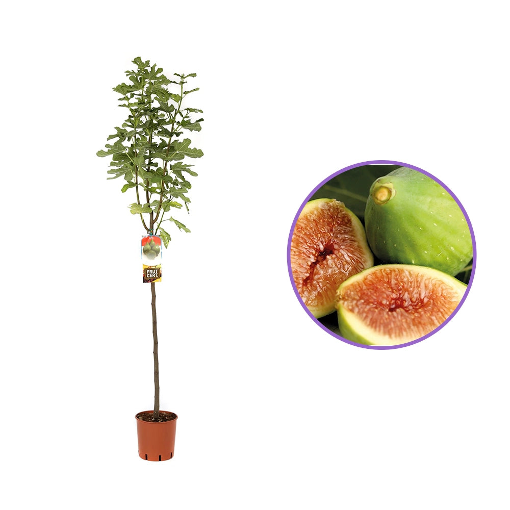 Smochin Copac (Ficus Carica) Verdino, cu fructe verzi, an 2 pe rod