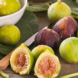 Smochin Copac (Ficus Carica) Verdino, cu fructe verzi, an 2 pe rod