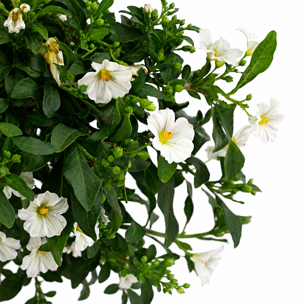 Iasomie Solanum Charles White Copacel, iasomie de noapte, flori albe stelate parfumate