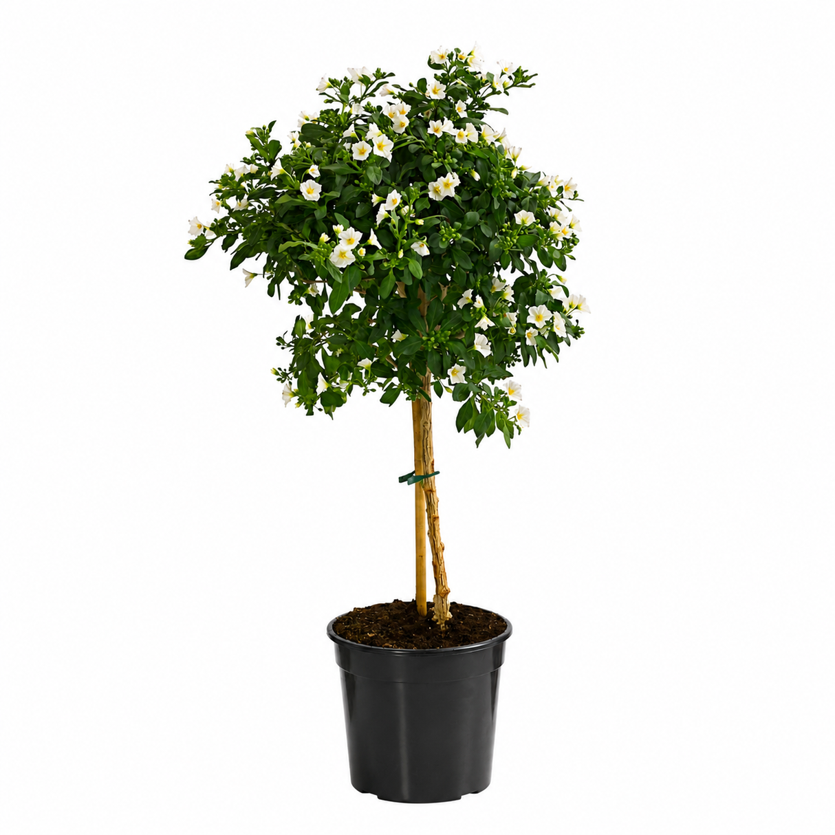 Iasomie Solanum Charles White Copacel, iasomie de noapte, flori albe stelate parfumate