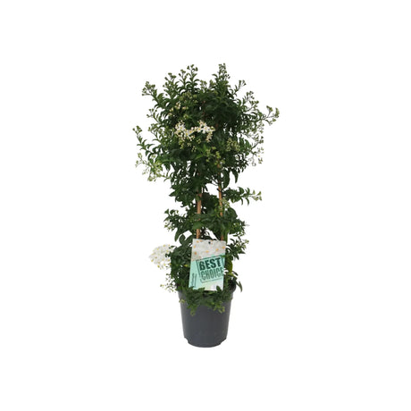 Iasomie de Noapte Stelata Solanum Jasminoides, flori albe parfumate, planta cataratoare, crestere rapida