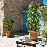 Iasomie de Noapte Stelata Solanum Jasminoides, flori albe parfumate, planta cataratoare, crestere rapida