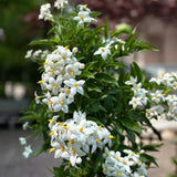 Iasomie de Noapte Stelata Solanum Jasminoides, flori albe parfumate, planta cataratoare, crestere rapida
