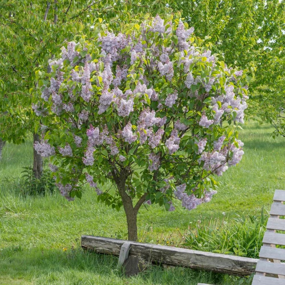 Liliac Comun (Syringa Vulgaris), arbust ornamental cu flori mov-liliachiu foarte parfumate