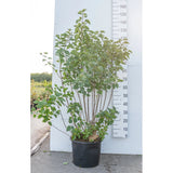 Liliac Comun (Syringa Vulgaris), arbust ornamental cu flori mov-liliachiu foarte parfumate