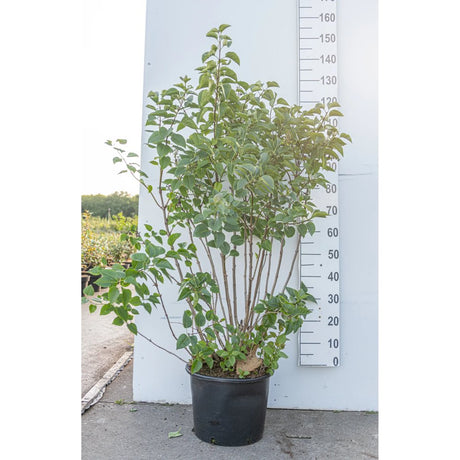 Liliac Comun (Syringa Vulgaris), arbust ornamental cu flori mov-liliachiu foarte parfumate