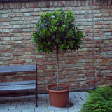 Laur Japonez (Ilex) Nellie R. Stevens, copac ornamental vesnic verde cu fructe rosii decorative, crestere rapida
