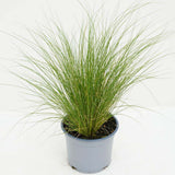 Iarba ornamentala coada de Ponei (Stipa Tenuissima Pony Tails), frunzis fin, matasos, asemanator unei coame de cal, crestere rapida