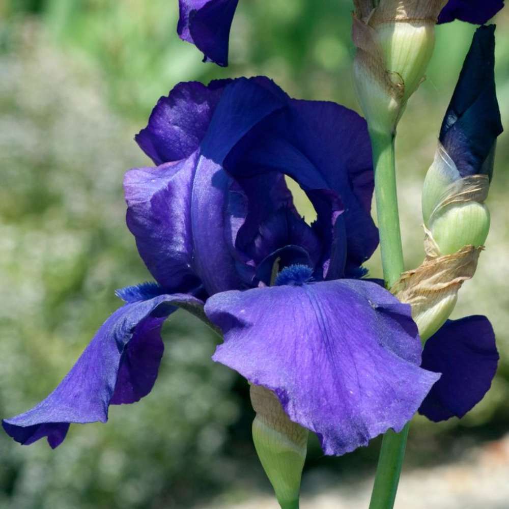 Iris Germanica (Stanjenel) Storm Center, cu flori violet-inchis parfumate, crestere rapida, bulb plantat In ghiveci