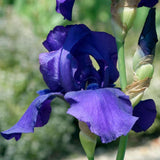 Iris Germanica (Stanjenel) Storm Center, cu flori violet-inchis parfumate, crestere rapida, bulb plantat In ghiveci
