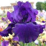 Iris Germanica (Stanjenel) Storm Center, cu flori violet-inchis parfumate, crestere rapida, bulb plantat In ghiveci