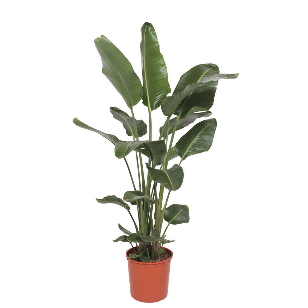 Strelitzia Nicolai, 180-200 cm, Pasarea alba a paradisului, planta exotica mare cu frunze uriase tropicale decorative pentru interior