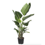 Strelitzia Nicolai, Pasarea alba a paradisului, 160-180 cm, planta exotica mare cu frunze uriase tropicale decorative pentru interior