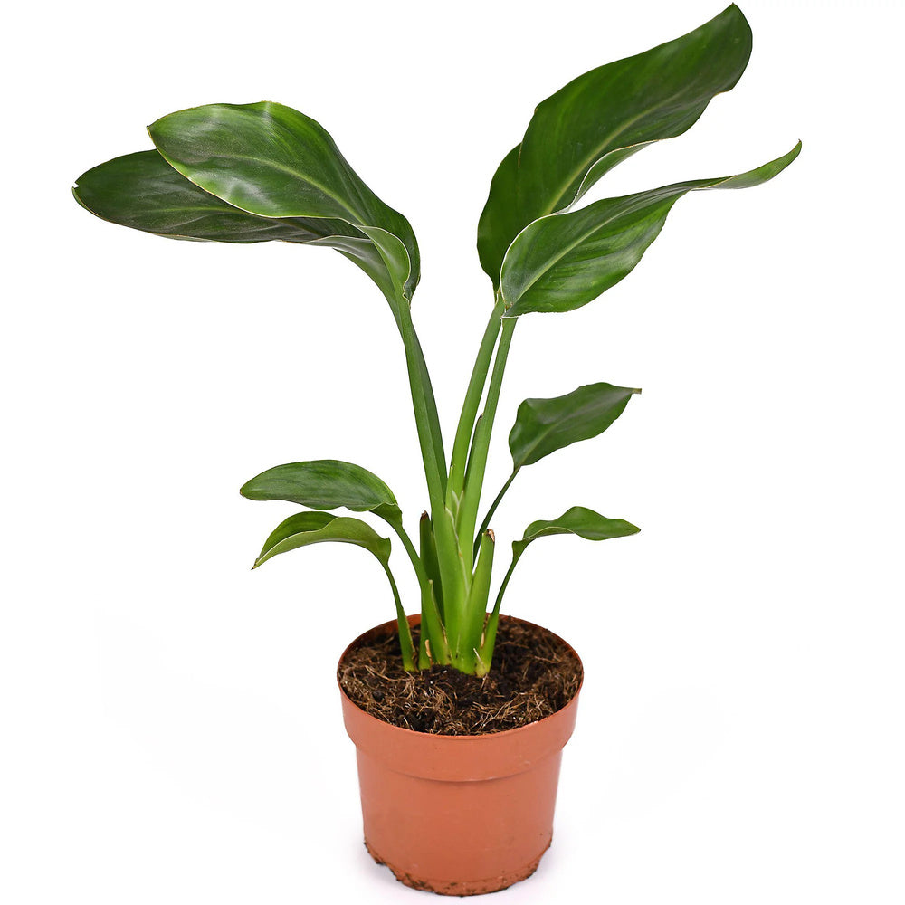 Strelitzia Reginae, Pasarea Paradisului, 40 cm, planta exotica mare cu frunze uriase tropicale decorative ideala pentru cadou