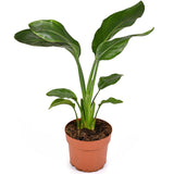 Strelitzia Reginae, Pasarea Paradisului, 40 cm, planta exotica mare cu frunze uriase tropicale decorative ideala pentru cadou