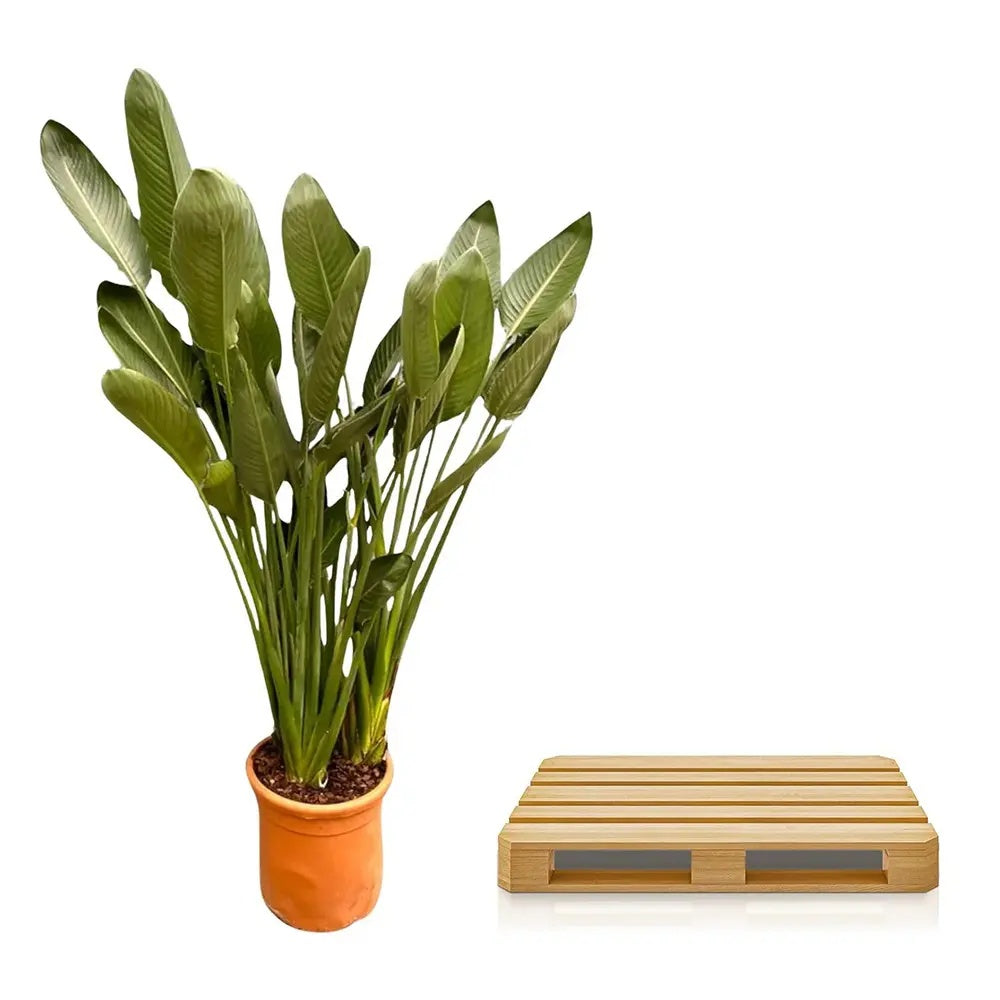Strelitzia Reginae, Pasarea Paradisului, planta exotica mare cu frunze uriase tropicale decorative pentru interior - 180 cm