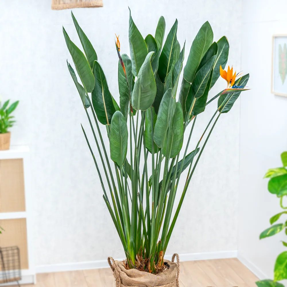 Strelitzia Reginae, Pasarea Paradisului, planta exotica mare cu frunze uriase tropicale decorative pentru interior - 180 cm