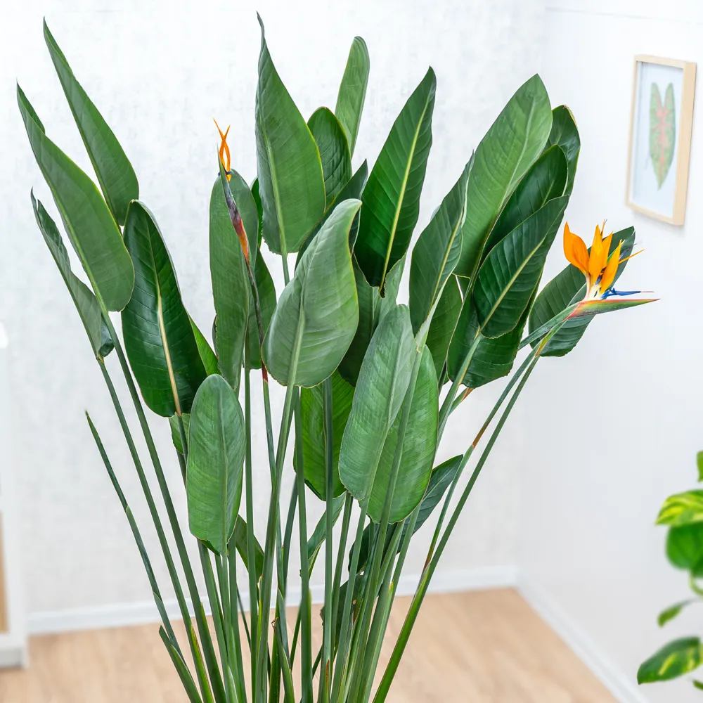 Pasarea Paradisului Strelitzia Reginae, planta exotica mare cu frunze uriase tropicale decorative pentru interior - 80-85 cm