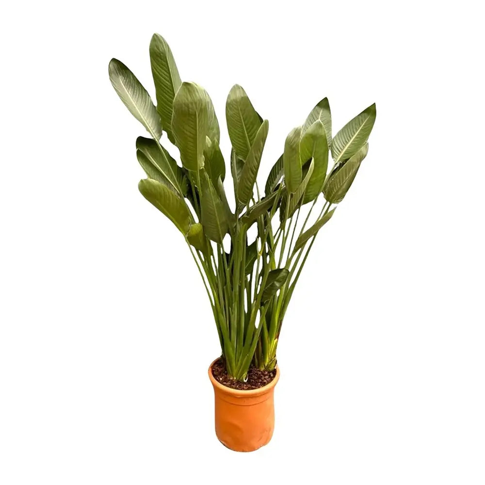 Strelitzia Reginae, Pasarea Paradisului, planta exotica mare cu frunze uriase tropicale decorative pentru interior - 180 cm