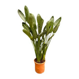 Strelitzia Reginae, Pasarea Paradisului, planta exotica mare cu frunze uriase tropicale decorative pentru interior - 180 cm