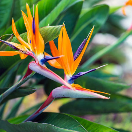 Strelitzia Reginae, 150 cm, Pasarea Paradisului, planta exotica mare cu frunze uriase tropicale decorative pentru interior, cu flori