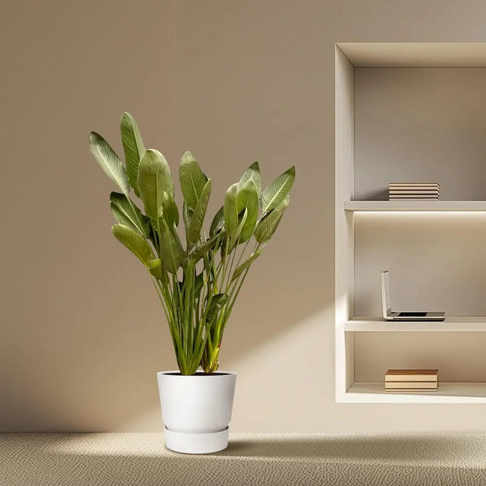 Strelitzia Reginae, Pasarea Paradisului, planta exotica mare cu frunze uriase tropicale decorative pentru interior - 180 cm