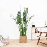 Strelitzia Reginae, 150 cm, Pasarea Paradisului, planta exotica mare cu frunze uriase tropicale decorative pentru interior, cu flori