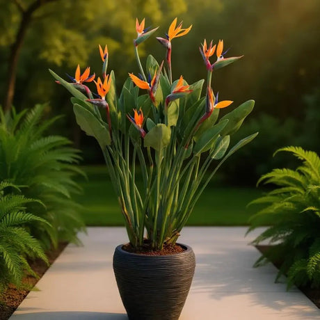 Pasarea Paradisului Strelitzia Reginae, planta exotica mare cu frunze uriase tropicale decorative pentru interior - 80-85 cm