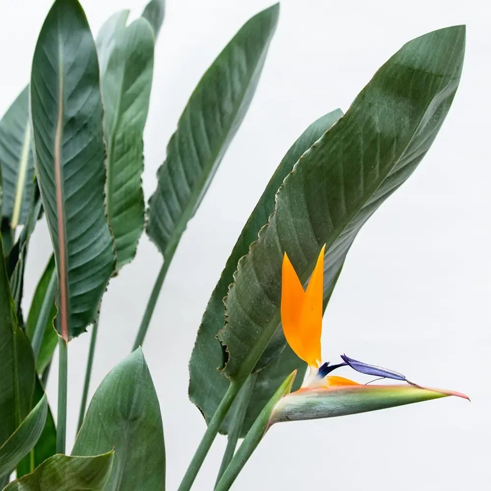 Strelitzia Reginae, 150 cm, Pasarea Paradisului, planta exotica mare cu frunze uriase tropicale decorative pentru interior, cu flori