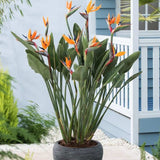 Strelitzia Reginae, Pasarea Paradisului, planta exotica mare cu frunze uriase tropicale decorative pentru interior - 180 cm