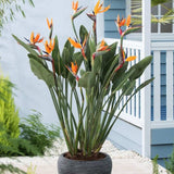 Strelitzia Reginae, 150 cm, Pasarea Paradisului, planta exotica mare cu frunze uriase tropicale decorative pentru interior, cu flori